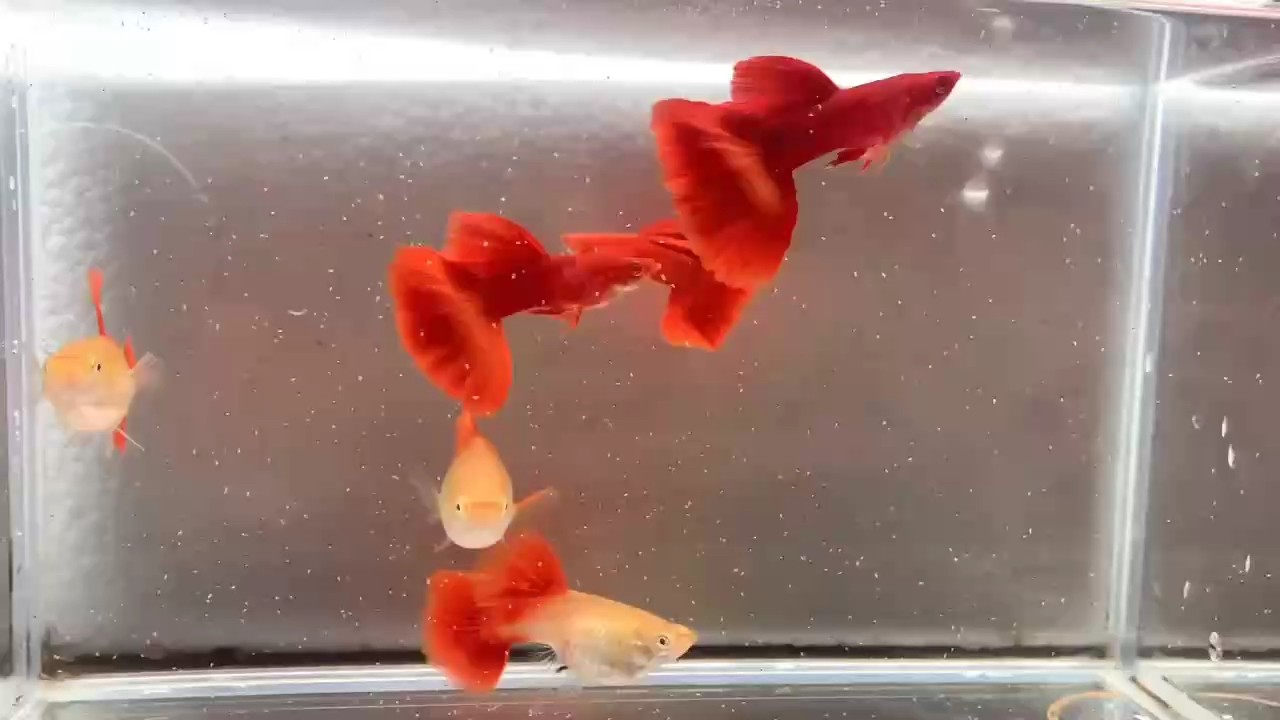 好漂亮的孔雀魚