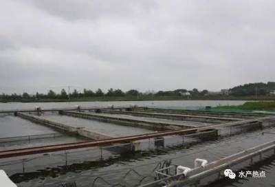 紅龍魚用什么燈光發(fā)色好：關(guān)于紅龍魚發(fā)色燈光選擇的詳細(xì)信息
