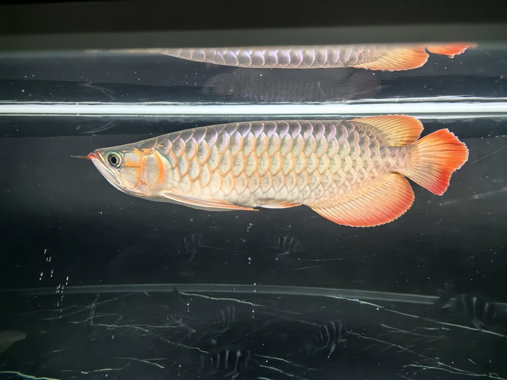 帝龍紅龍也行嘛
