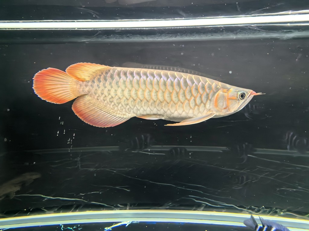 帝龍紅龍也行嘛