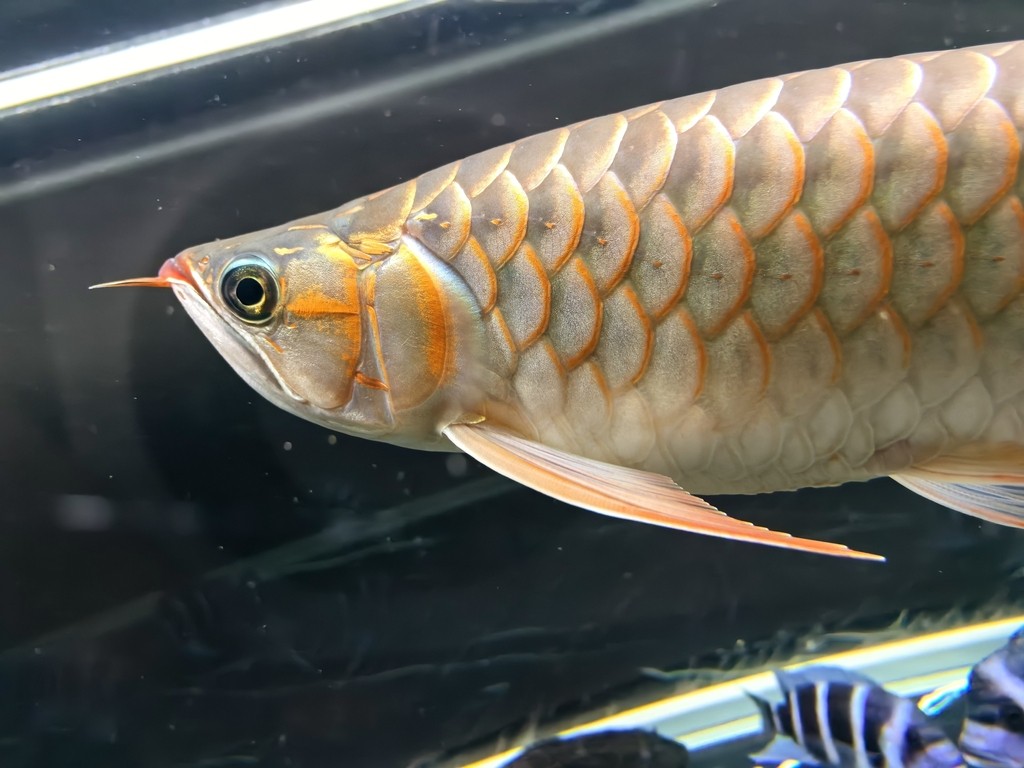 帝龍紅龍也行嘛