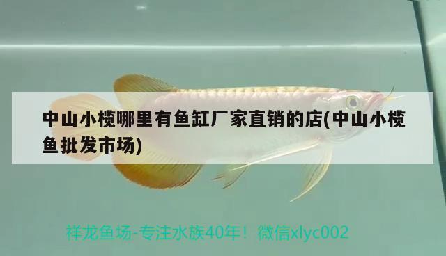 中山小欖哪里有魚缸廠家直銷的店(中山小欖魚批發市場)
