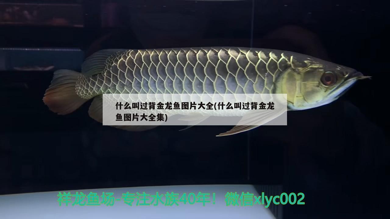 什么叫過背金龍魚圖片大全(什么叫過背金龍魚圖片大全集)