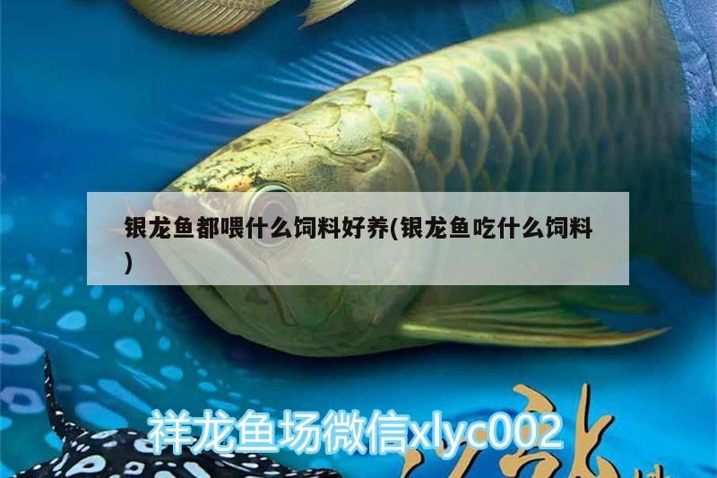 銀龍魚都喂什么飼料好養(銀龍魚吃什么飼料)
