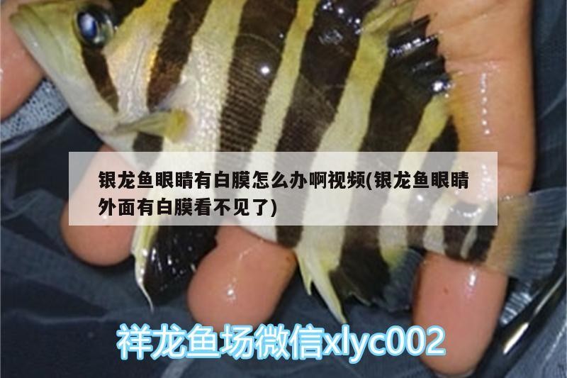 銀龍魚眼睛有白膜怎么辦啊視頻(銀龍魚眼睛外面有白膜看不見了)