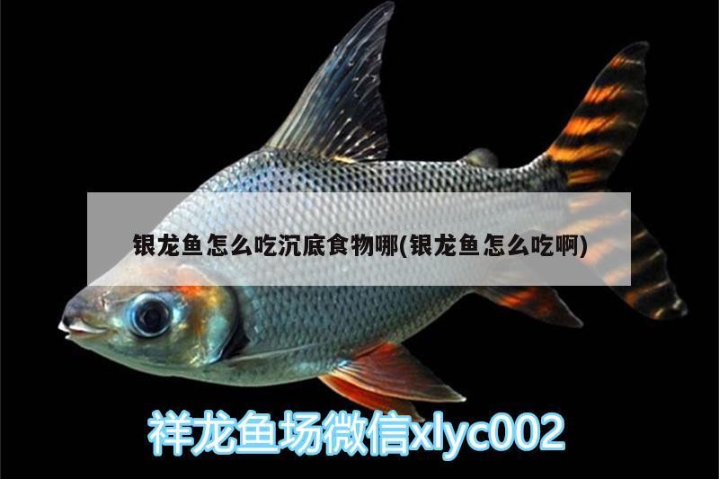銀龍魚怎么吃沉底食物哪(銀龍魚怎么吃啊)