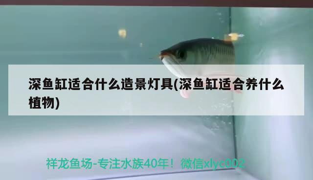 深魚缸適合什么造景燈具(深魚缸適合養什么植物) 深魚缸適合什么造景燈具(深魚缸適合養什么植物) iwish愛唯希品牌魚缸