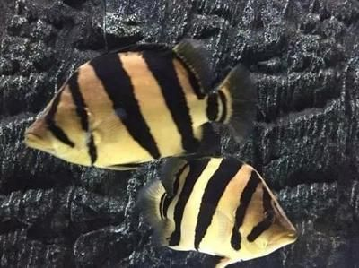 虎魚和黑紗和暗紋的區別：虎魚和黑紗有什么區別？ 虎魚和黑紗和暗紋的區別：虎魚和黑紗有什么區別？ 虎魚百科 第1張