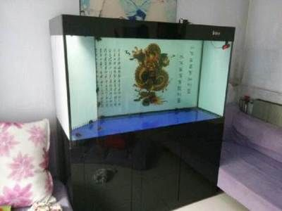 虎魚和黑紗和暗紋的區別：虎魚和黑紗有什么區別？ 虎魚和黑紗和暗紋的區別：虎魚和黑紗有什么區別？ 虎魚百科 第3張