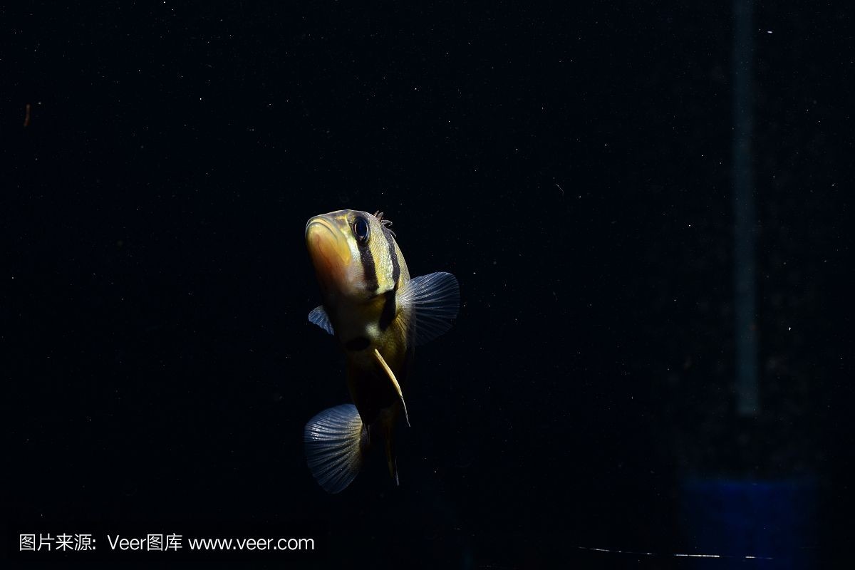 虎魚用黑底黑背景咋樣：探討虎魚與黑底黑背景的搭配效果之前需要了解虎魚的基本特性