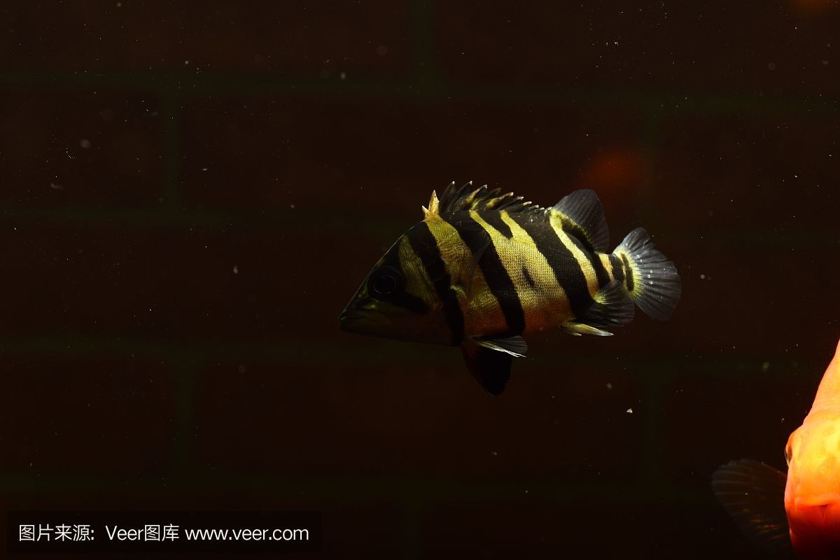 虎魚用黑底黑背景咋樣：探討虎魚與黑底黑背景的搭配效果之前需要了解虎魚的基本特性