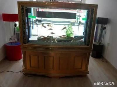 180的魚缸適合養多少錦鯉：180的魚缸適合養多少錦鯉，180的魚缸養多少錦鯉