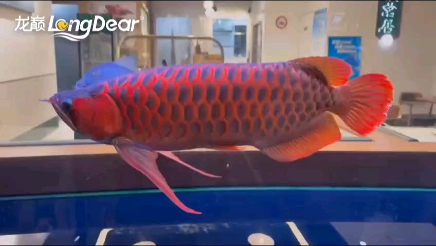 轉(zhuǎn)發(fā)534