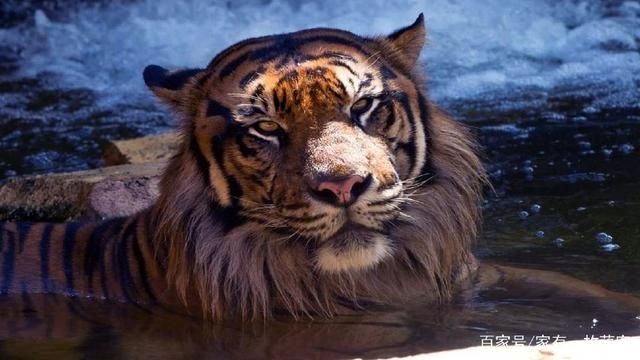 博特水泵ts10000檔位流量：博特水泵ts10000檔位流量具體數據是什么
