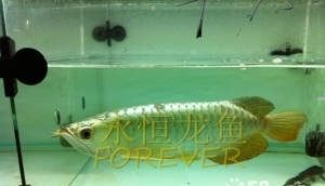 銀川龍魚vs祥龍魚場（探討銀川龍魚與祥龍魚場之間的差異之前需要明確兩個概念）