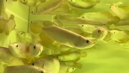 銀川龍魚vs祥龍魚場（探討銀川龍魚與祥龍魚場之間的差異之前需要明確兩個概念）