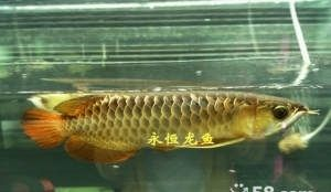 銀川龍魚vs祥龍魚場（探討銀川龍魚與祥龍魚場之間的差異之前需要明確兩個概念）