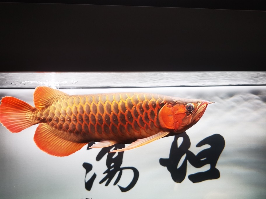 簡(jiǎn)單記錄一下、