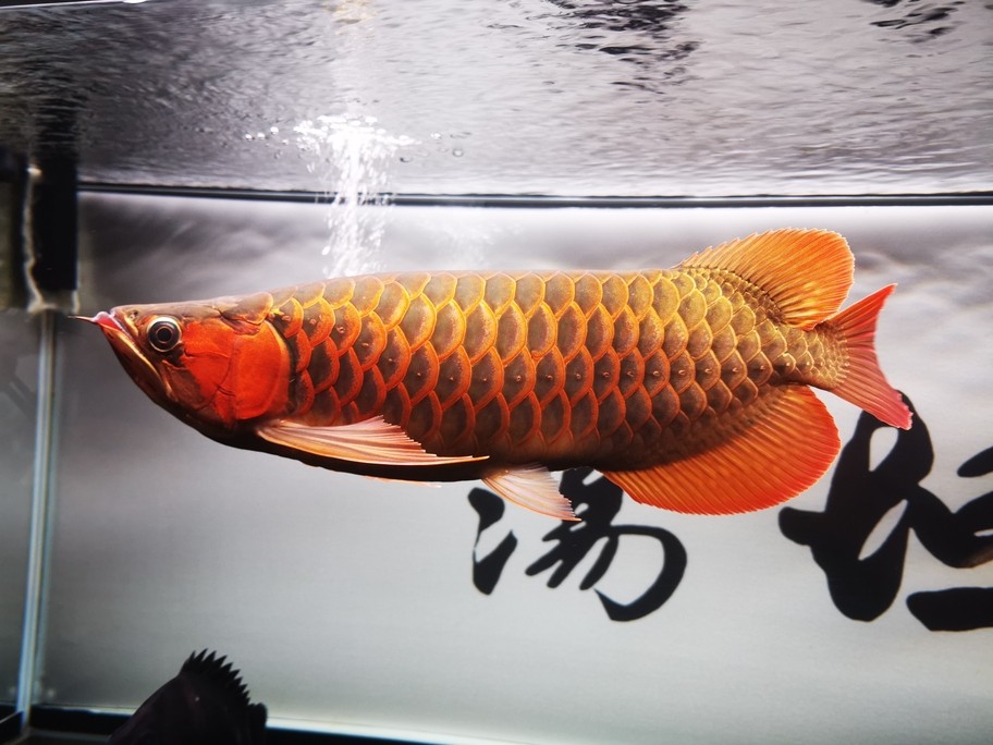 簡(jiǎn)單記錄一下、