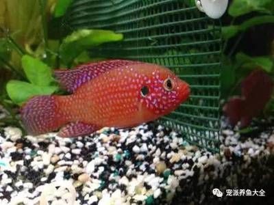 30種常見熱帶觀賞魚紅寶石魚：紅寶石魚的特征和繁殖