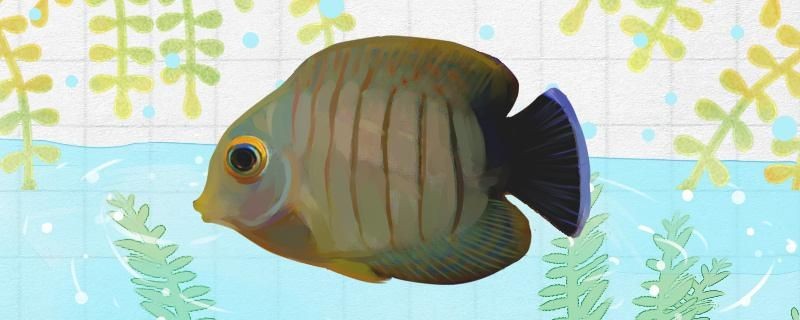 魚缸過濾器選購指南:自制魚缸過濾器魚缸上置過濾器對(duì)于養(yǎng)魚愛好者的必備知識(shí) 虎紋倒吊好養(yǎng)嗎怎么養(yǎng) 森森魚缸 虎紋倒吊好養(yǎng)嗎怎么養(yǎng) 虎紋倒吊好養(yǎng)嗎怎么養(yǎng) 森森魚缸