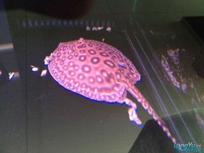 魟魚不吃東西能活多久呀：魟魚不吃東西能活多久 魟魚不吃東西能活多久呀：魟魚不吃東西能活多久 魟魚百科 第3張