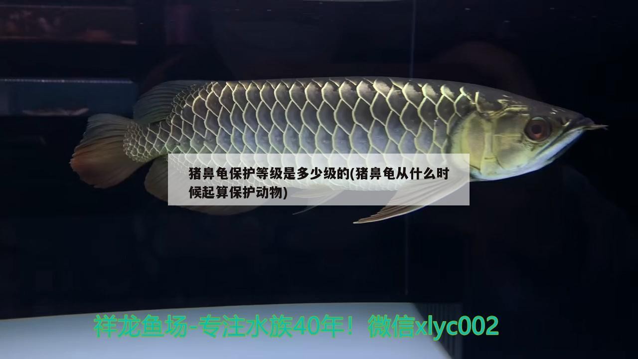 豬鼻龜保護等級是多少級的(豬鼻龜從什么時候起算保護動物)