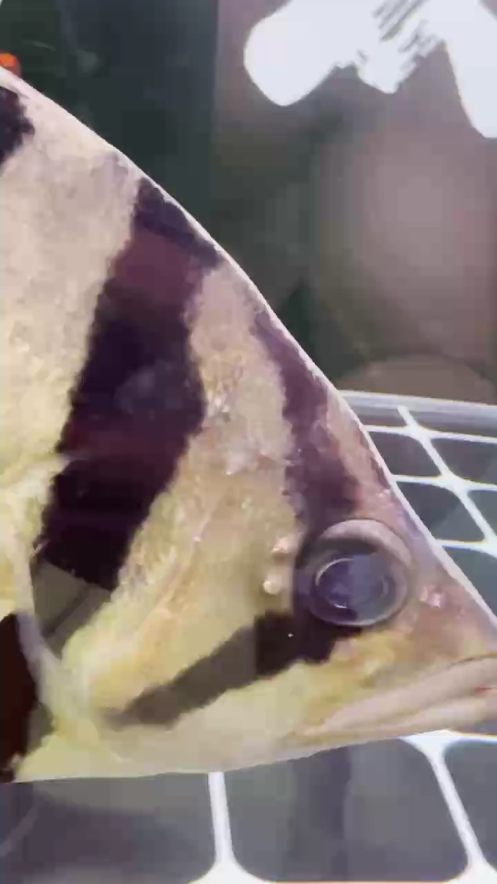 麻煩幫忙看看這是長得什么東西