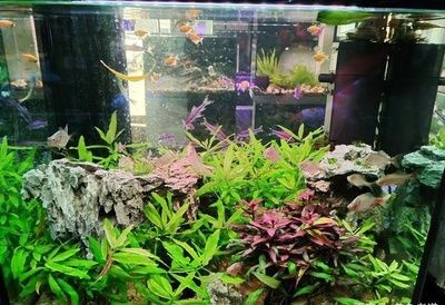 60的魚缸放多少慶大霉素：慶大霉素的使用方法和注意事項