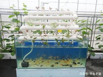 60的魚缸放多少慶大霉素：慶大霉素的使用方法和注意事項