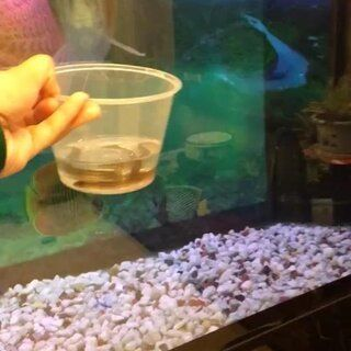 喂紅龍魚的蝦去殼嗎：喂紅龍魚的蝦是否去殼