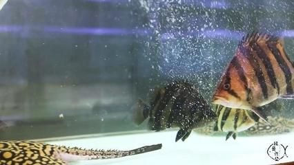 十厘米的小虎魚吃什么：十厘米的小虎魚可以喂食什么？