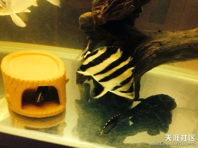 十厘米的小虎魚吃什么：十厘米的小虎魚可以喂食什么？