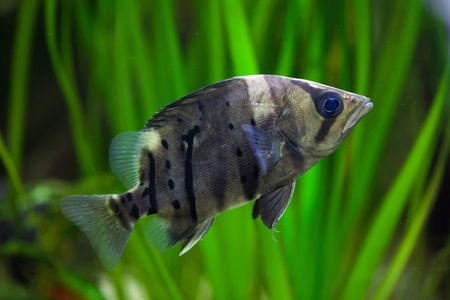 十厘米的小虎魚吃什么：十厘米的小虎魚可以喂食什么？