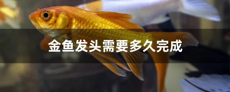 金魚發頭需要多久完成 金魚發頭需要多久完成 iwish愛唯希品牌魚缸