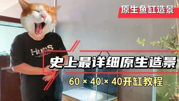 60生態(tài)魚缸造景效果圖：60魚缸沉木造景圖片大全