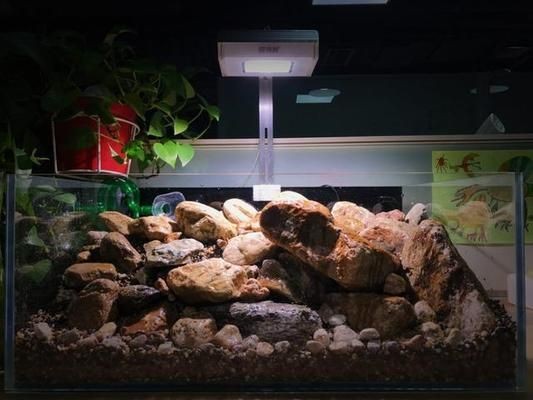 60生態(tài)魚缸造景效果圖：60魚缸沉木造景圖片大全