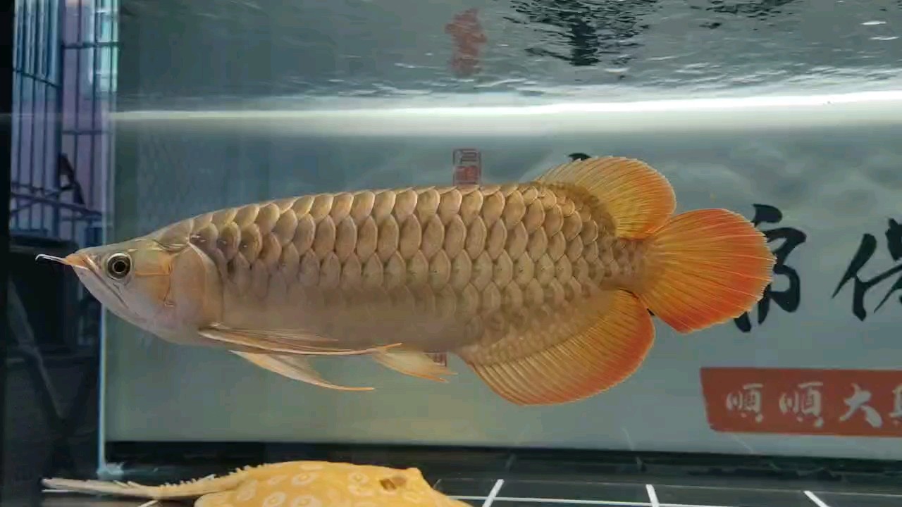 坐在魚缸前賞下魚，舒服～