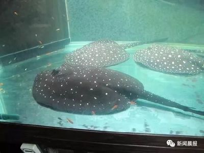 魟魚會刺傷其它魚嗎視頻：魟魚會刺傷其他魚嗎