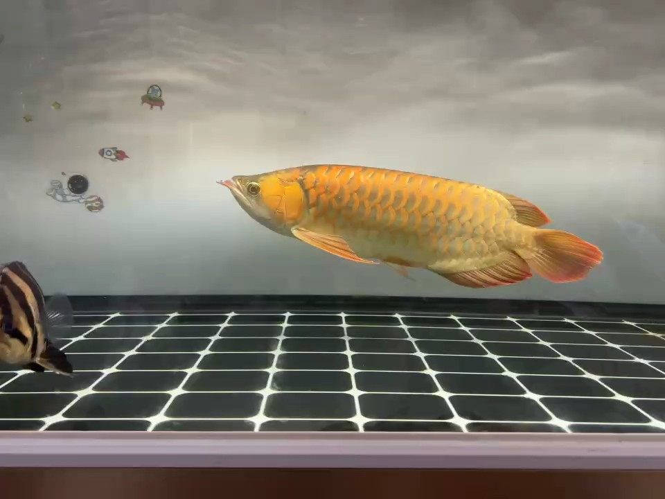 紅龍魚 紅龍魚 龍魚論壇