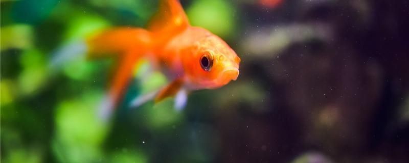 龍魚(yú)水的ph值多少最好vs祥龍魚(yú)場(chǎng)：祥龍魚(yú)場(chǎng)的龍魚(yú)品種介紹