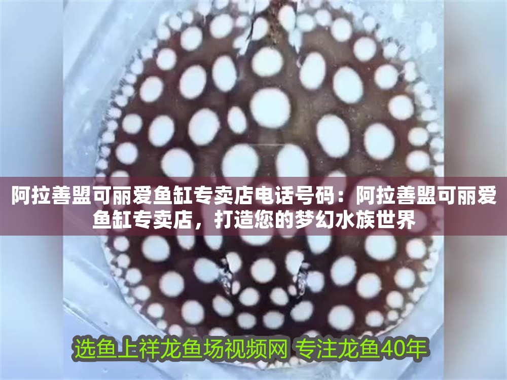 阿拉善盟可麗愛魚缸專賣店電話號碼：阿拉善盟可麗愛魚缸專賣店，打造您的夢幻水族世界