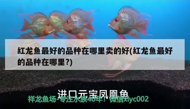 盤錦市興隆臺(tái)區(qū)旺源魚鳥花卉店