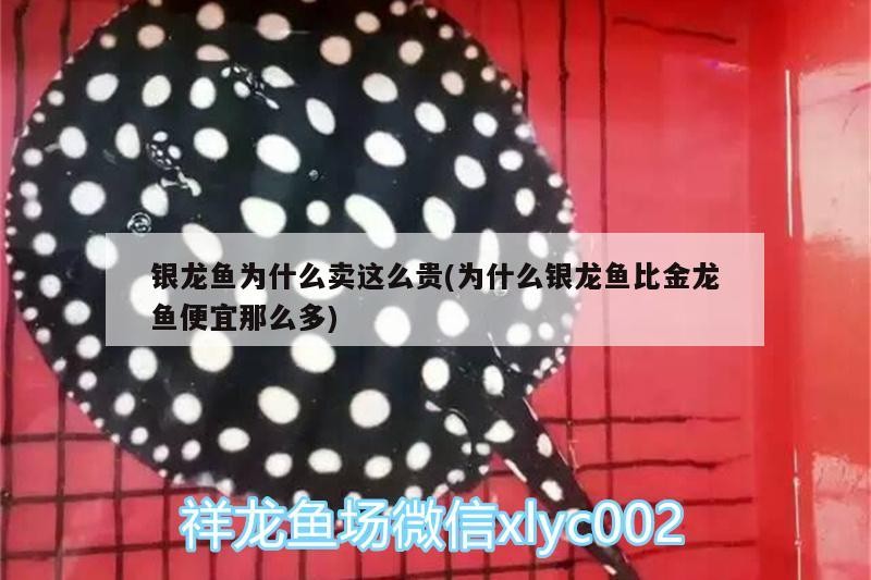 銀龍魚為什么賣這么貴(為什么銀龍魚比金龍魚便宜那么多)