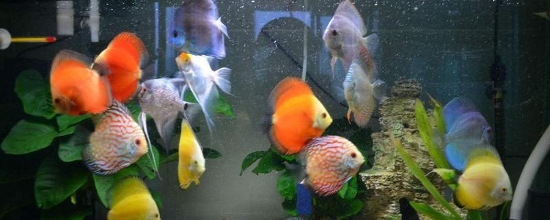 60的魚缸適合養幾條七彩神仙：60厘米的魚缸可以養殖6條七彩神仙魚，但是需要注意的因素