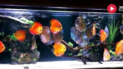 60的魚缸適合養幾條七彩神仙：60厘米的魚缸可以養殖6條七彩神仙魚，但是需要注意的因素