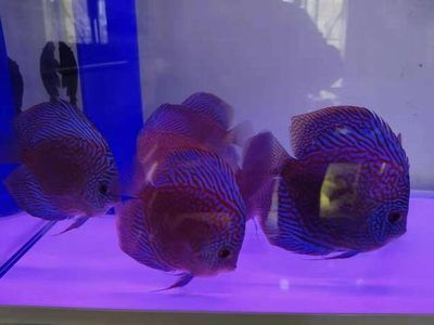 60的魚缸適合養幾條七彩神仙：60厘米的魚缸可以養殖6條七彩神仙魚，但是需要注意的因素