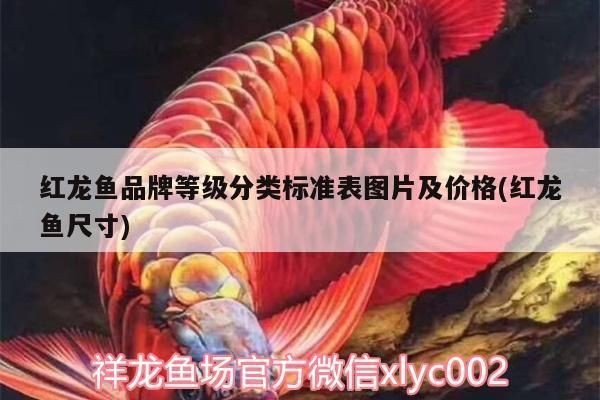 紅龍魚品牌等級分類表格：如何辨別紅龍魚品牌優(yōu)劣，紅龍魚市場價格波動因素