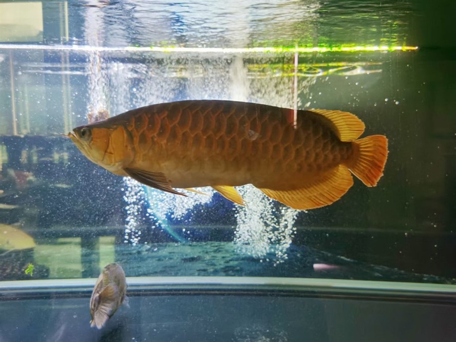 深圳市光明區邁邁水族店 深圳市光明區邁邁水族店 全國水族館企業名錄 第1張