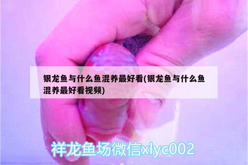 銀龍魚與什么魚混養最好看(銀龍魚與什么魚混養最好看視頻)